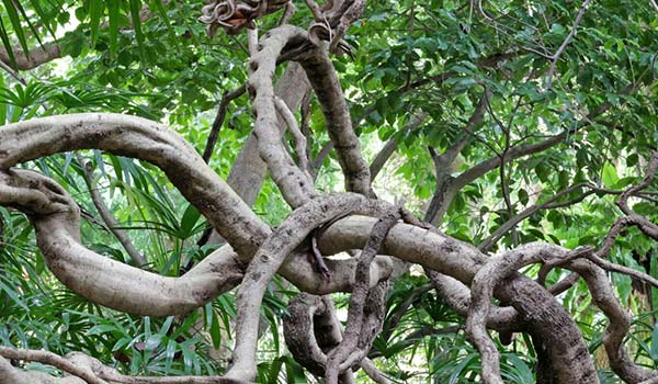 Thick, twisted tree vines intertwine among lush green foliage in a dense forest setting.