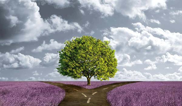 A solitary tree stands at the junction of two diverging paths in a lavender field under a cloudy sky.
