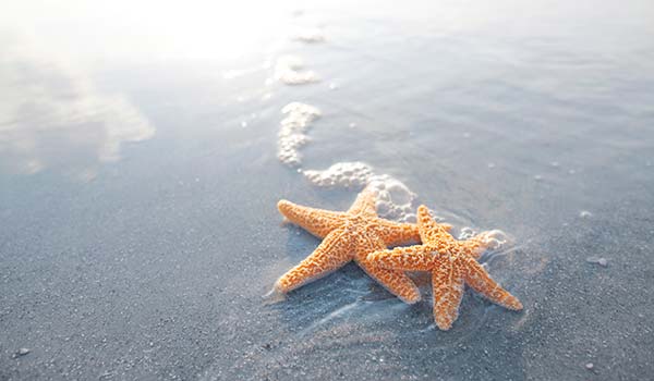 Two starfish lie on wet sand near the shoreline with gentle waves approaching.